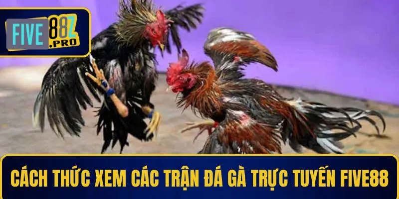 Cách thức truy cập và xem các trận đá gà trực tuyến tại Five88 Cách thức truy cập và xem các trận đá gà trực tuyến tại Five88